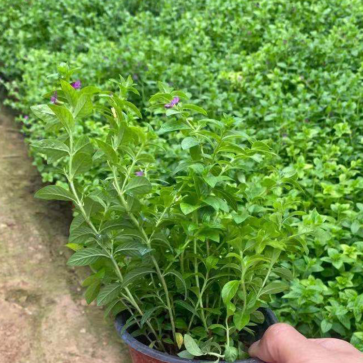 满天星苗供应 绿化苗木满天星小苗 花序多分枝