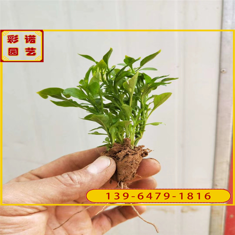 五色草穴盘苗 105穴五色草穴盘苗造型 立体花坛植物绿雕用草
