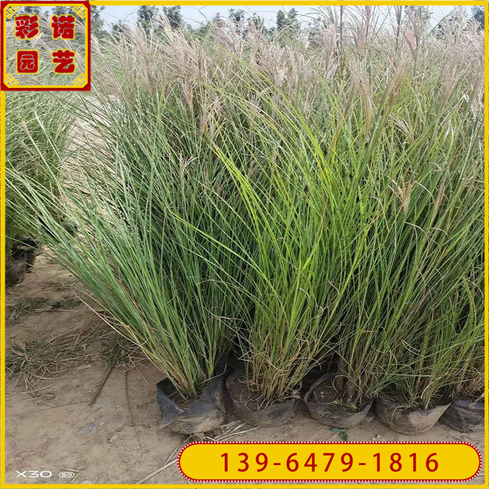 细叶芒小盆苗价格 批发细叶芒大盆苗 多年生草本植物
