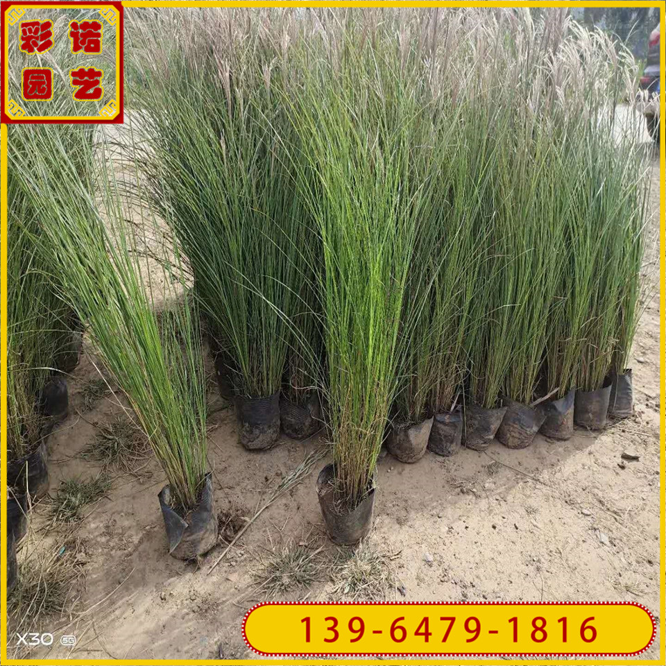 细叶芒草小杯苗出售 30-60公分高细叶芒供应 细叶芒大盆苗厂家
