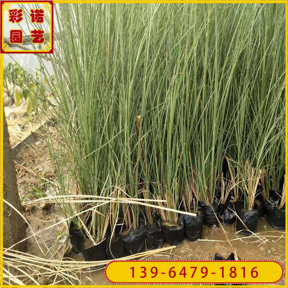 青州小杯苗细叶芒 湿地绿化河道绿化用观赏草 多芽细叶芒大杯苗