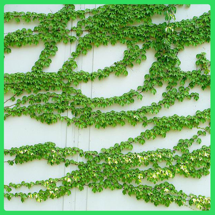 地被绿化用爬山虎  爬山虎草坪  适应能力强