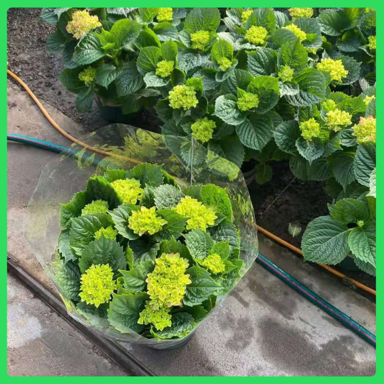绣球花景观打造  德国八仙花绣球  色系丰富