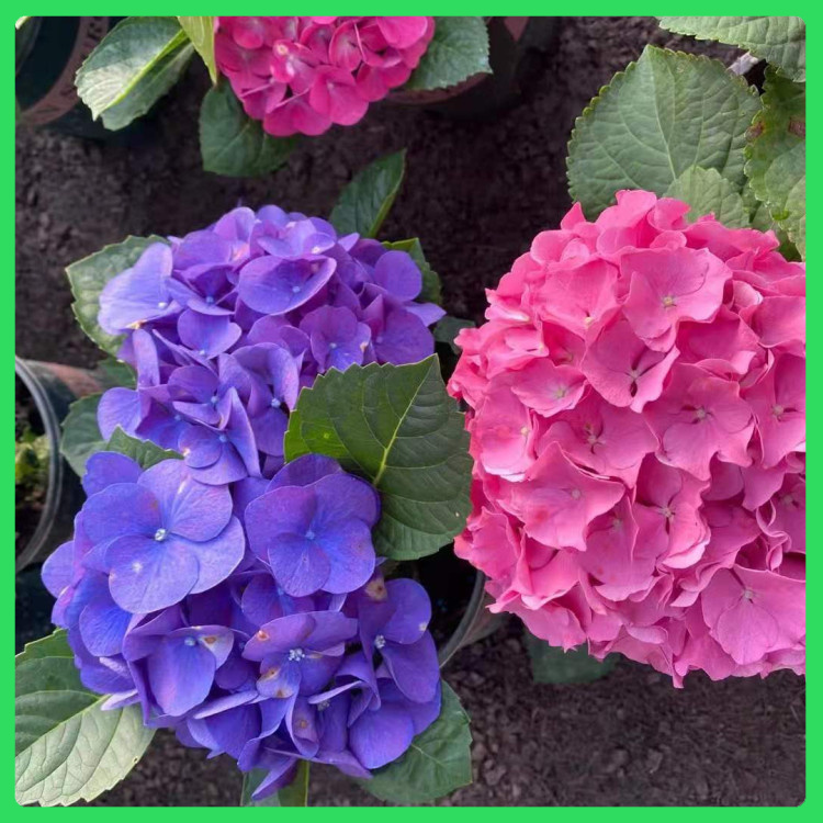 公园花坛点缀用绣球  紫茎八仙花绣球  花型丰满
