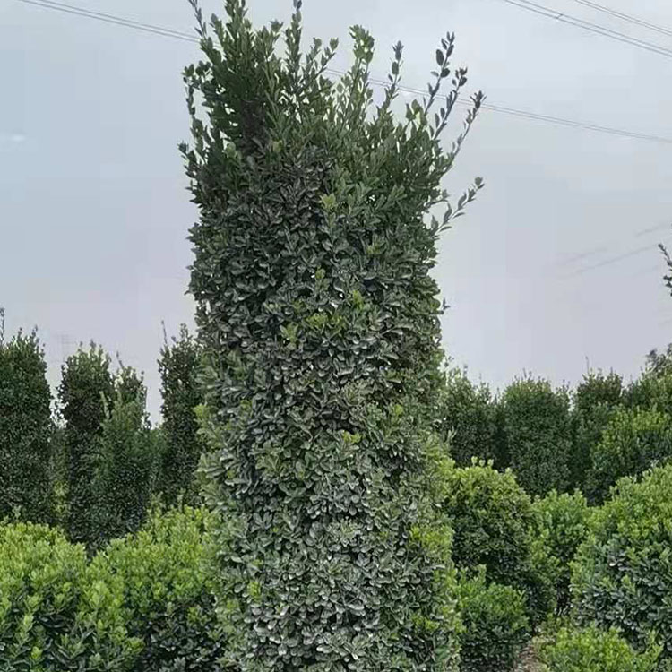 大叶黄杨柱子 城市绿化黄杨柱苗木产地供应 量大从优