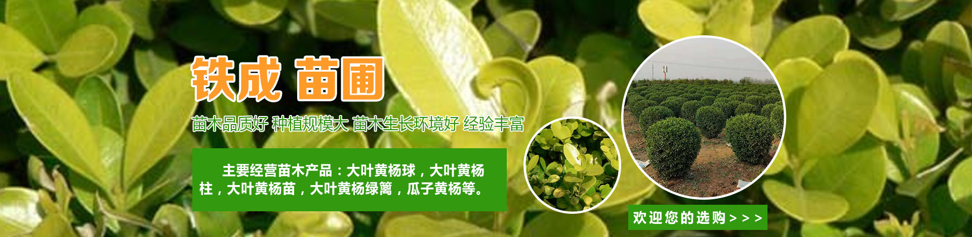 偃师市邙岭镇铁成苗圃花木场 主营产品