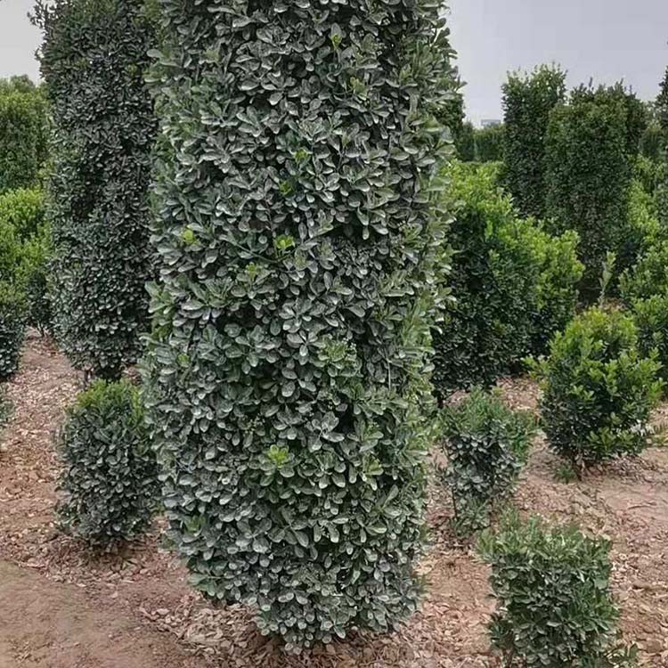铁成 大叶黄杨柱价格优惠 基地直销成活率高