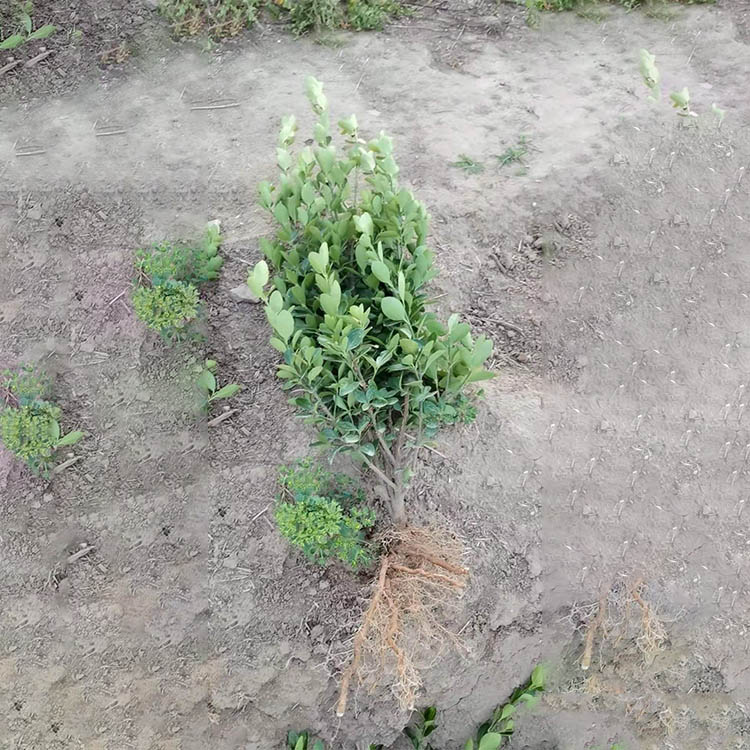批发黄杨苗 精品大叶黄杨苗 基地供应