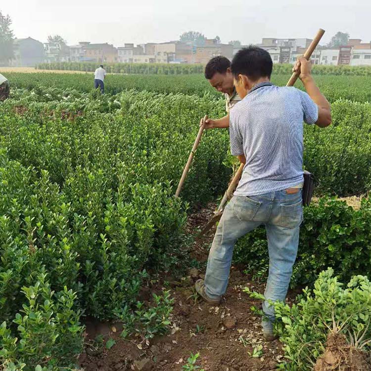 铁成冬青苗 30-60公分高大叶黄杨苗 工程苗