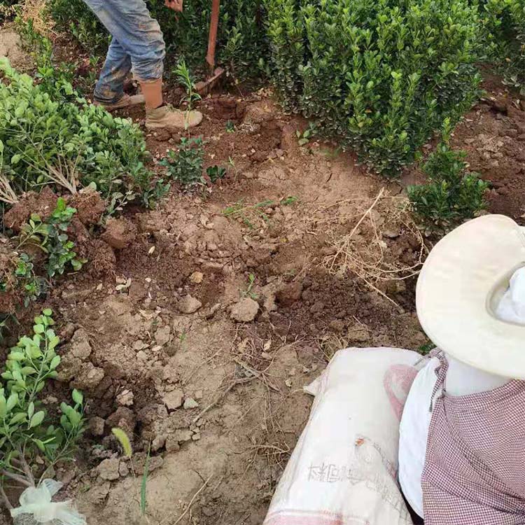 大叶黄杨苗价格 20-30公分 大叶黄杨苗产地