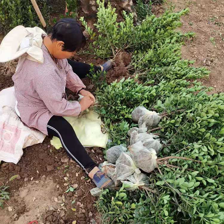 偃师市邙岭镇铁成苗圃花木场 图 2