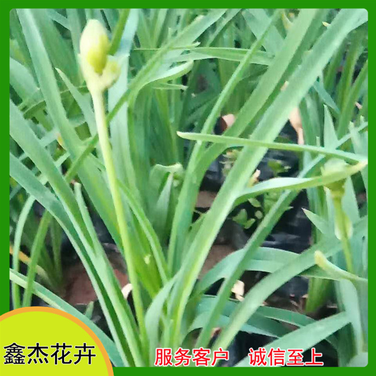 花坛观赏金娃娃萱草  金娃娃萱草批发  叶丛绿色期长