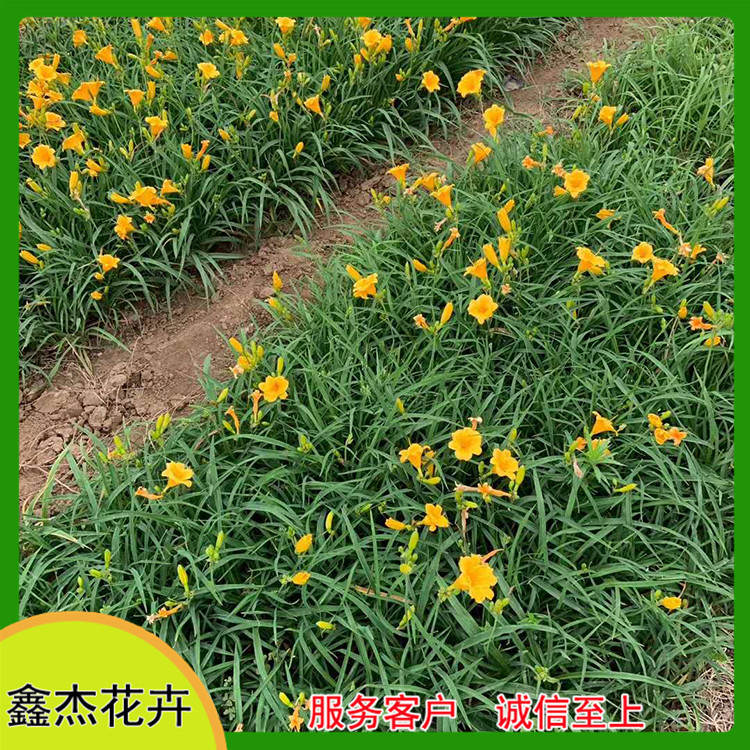 基地出售金娃娃萱草  金娃娃萱草行情  株型矮壮