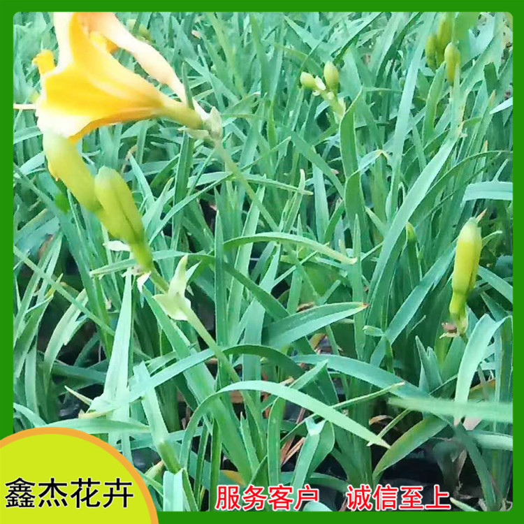 鑫杰  金娃娃萱草  青州金娃娃萱草  花期长