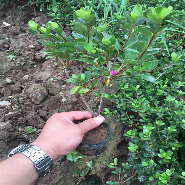 石岩杜鹃批发基地 乌鲁木齐石岩杜鹃直供 各地发货