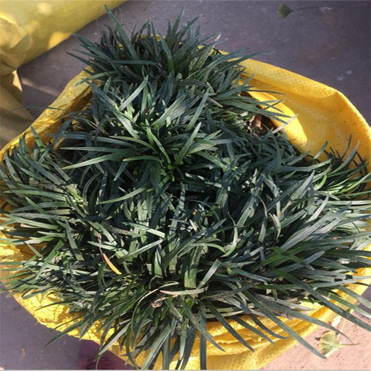 矮麦冬批发商 江瑞观赏草基地 矮麦冬经销商