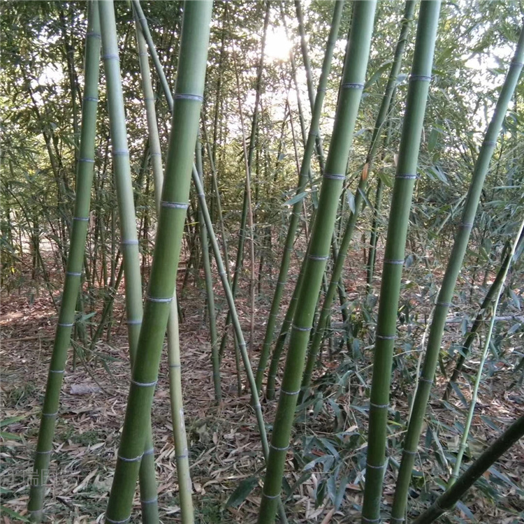 绿化竹子出售 刚竹供应商 银环竹基地 各地配送