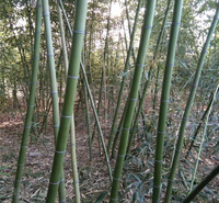 绿化竹子出售 刚竹供应商 银环竹基地 各地配送
