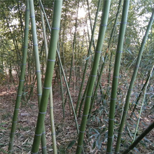 绿化竹子出售 刚竹供应商 银环竹基地 各地配送