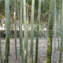 竹子基地 山东竹子批售商 普通竹子规格全 江瑞