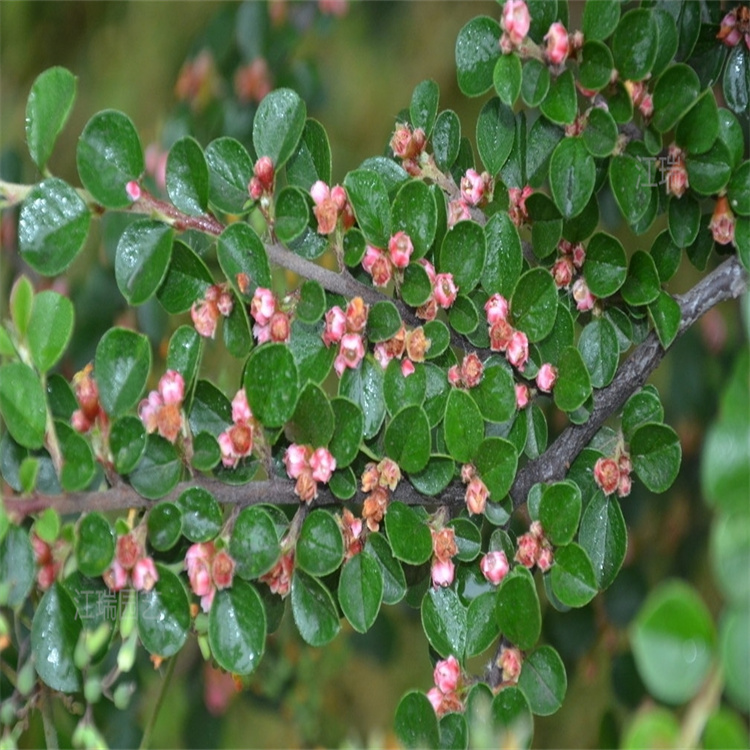 青海平枝栒子出售 多分枝平枝栒子种植户 规格全