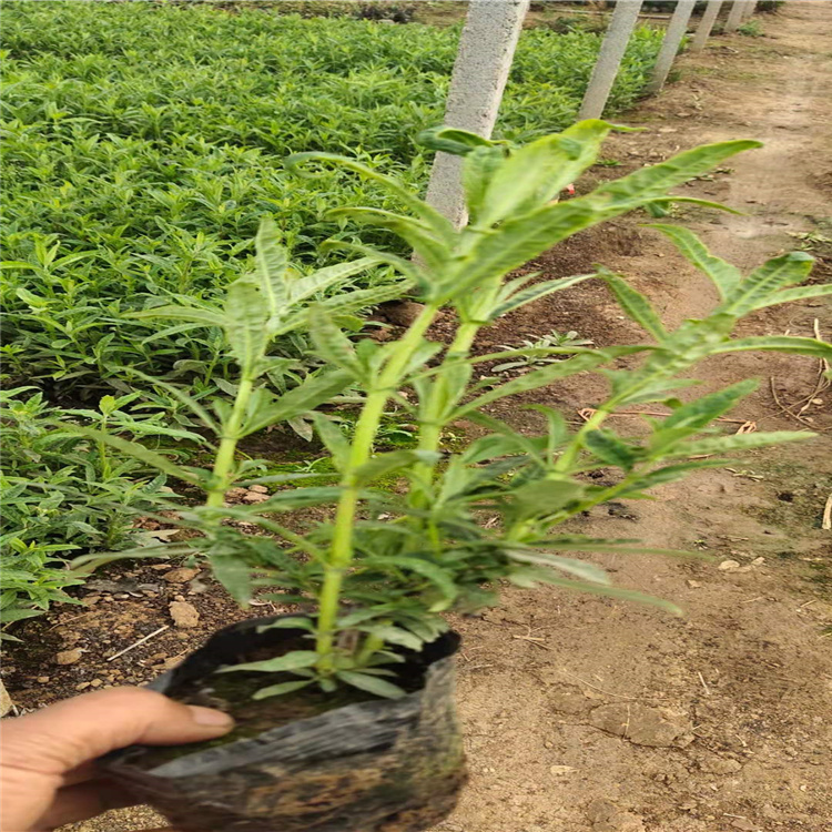 河北醉鱼草直批 花境花卉醉鱼草用苗 江瑞