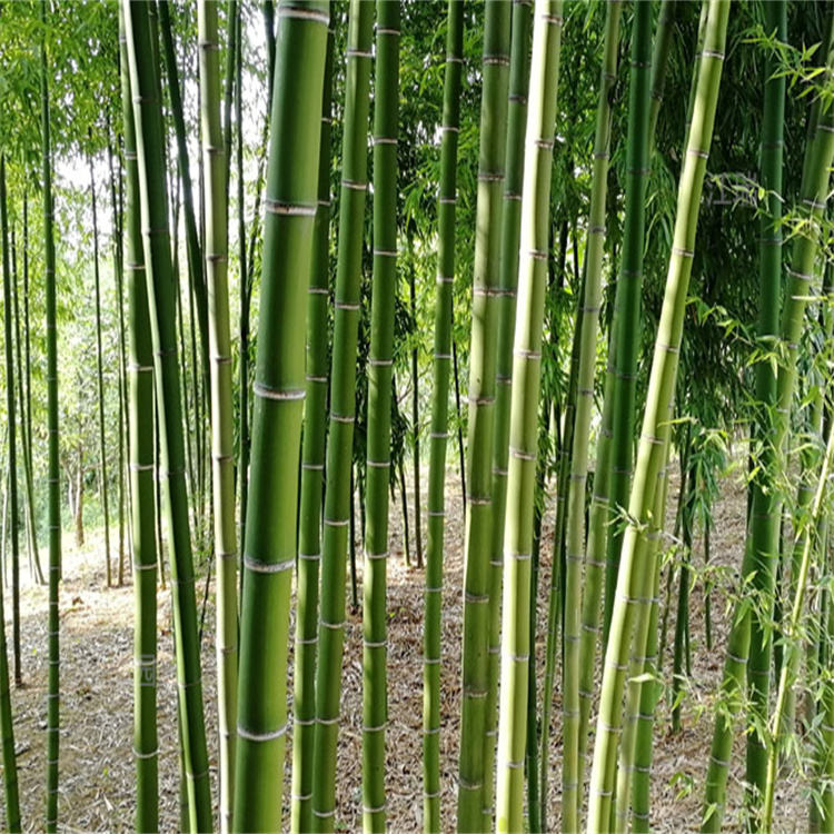 淡竹基地 竹林绿化 山西竹子小苗批发 江瑞竹子批发