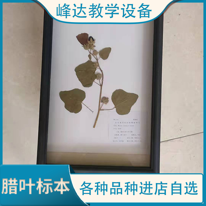 峰达教学 腊叶标本 植物固化标本 干制标本 花植物标本 厂家定制