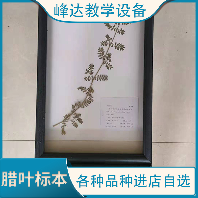 峰达教学 腊叶标本 花标本 植物教学标本 装饰标本 厂家批发