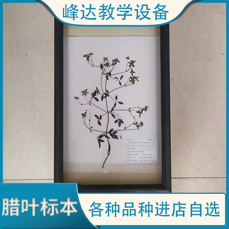 教育标本   腊叶标本 花标本 保色腊叶标本 植物干制标本 标本馆装饰