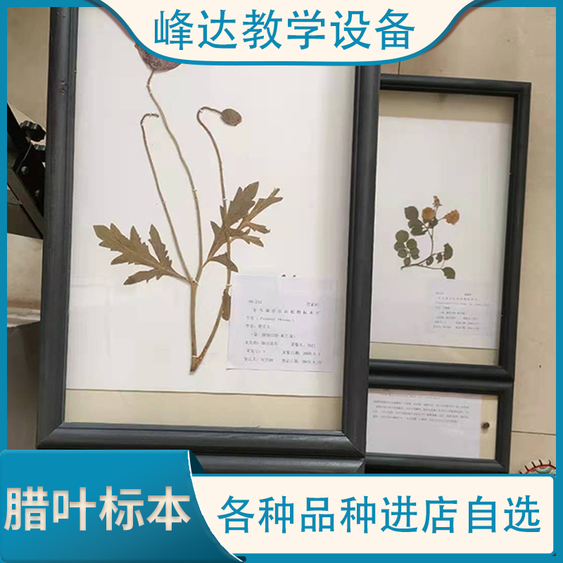 教育标本   腊叶标本 实木框花草标本 植物教学标本 植物干制标本 厂家定制