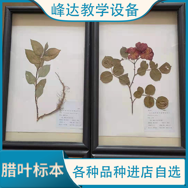 腊叶标本 实木框花草标本 干制标本 装饰标本 峰达标本模型厂   量大从优 峰达教学专业团队