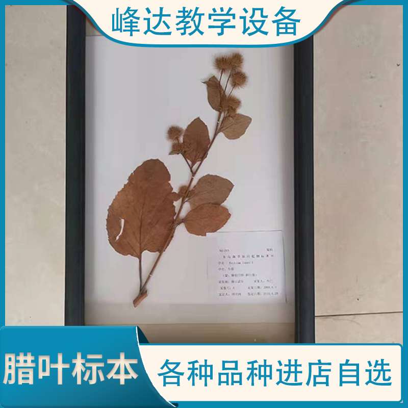 峰达教学专业加工标本 腊叶标本 黄杨植物腊叶标本 植物教学标本 花植物标本 厂家定制