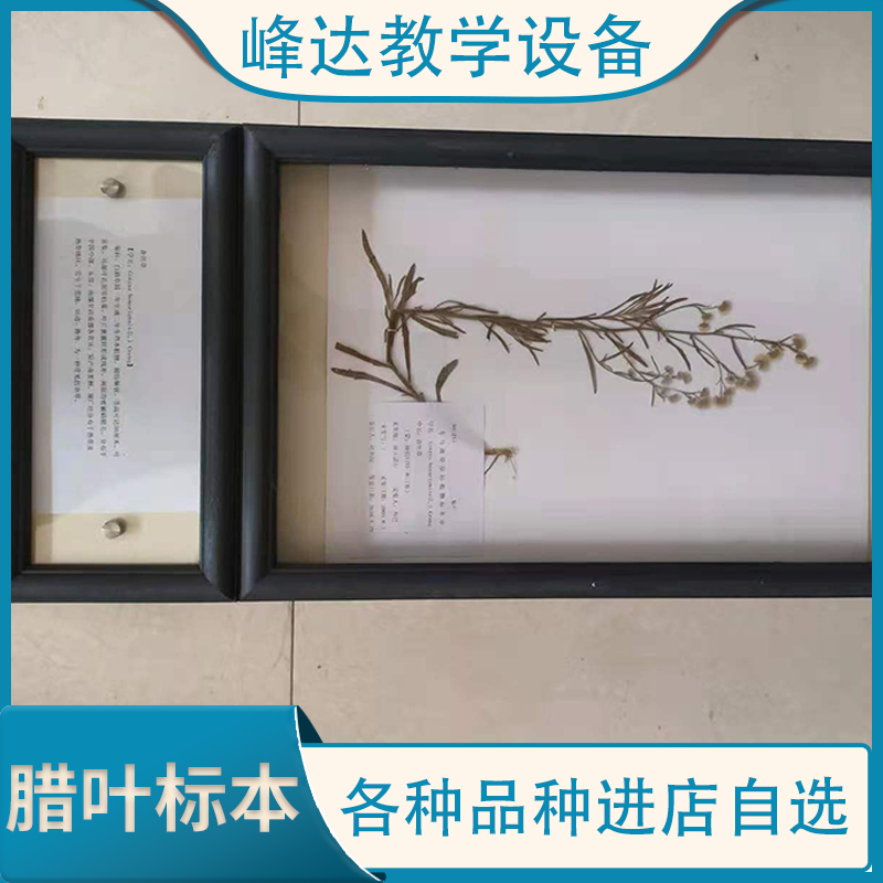 腊叶标本 实木框花草标本 干制标本 花植物标本 标本制作厂家   峰达教学专业团队