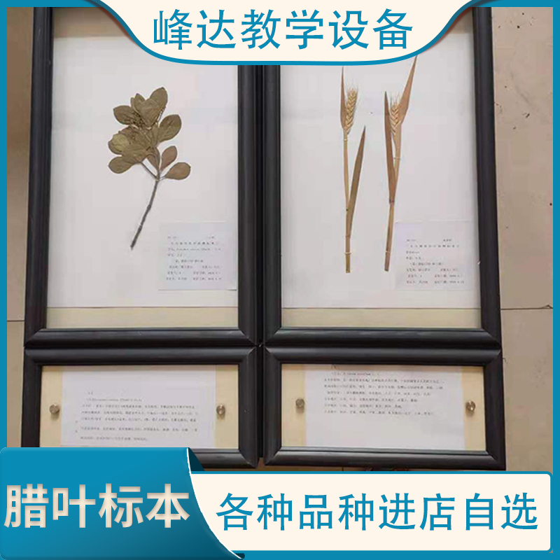 峰达教学公司 腊叶标本 黄杨植物腊叶标本 保色腊叶标本 标本馆腊叶标本 厂家定制