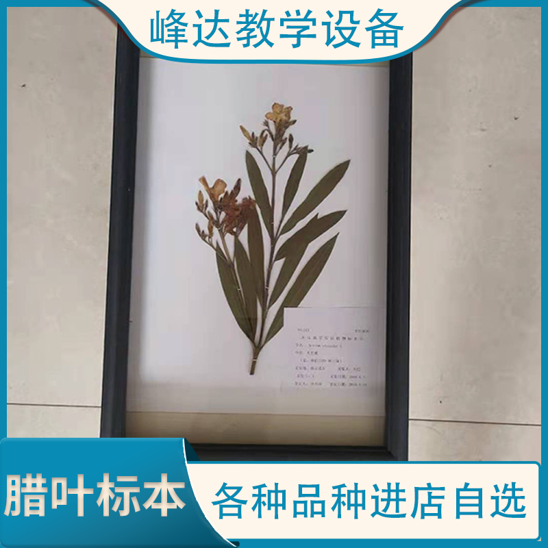 腊叶标本 实木框花草标本 植物腊叶标本 植物干制标本 标本制作厂家  峰达教学专业团队