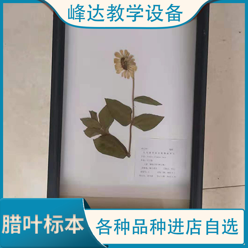 教育标本   腊叶标本 实木框花草标本 植物教学标本 装饰标本 标本馆装饰