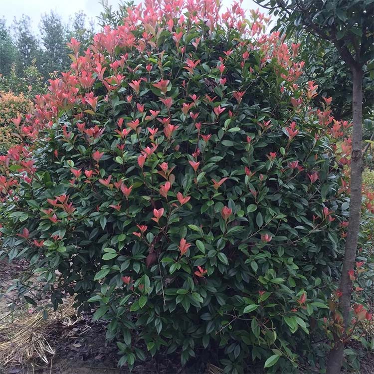 红叶石楠球 洛阳红叶石楠 河南种植基地直销