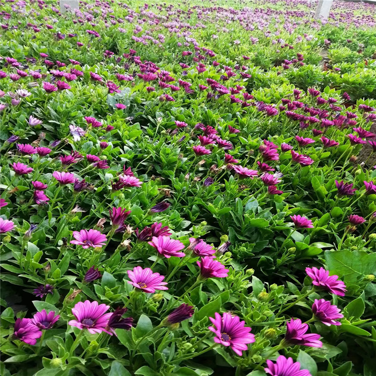 南非万寿菊 花境配色南非万寿菊基地 欢迎选购