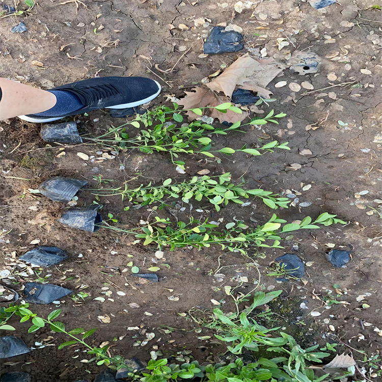 山东卫矛种植户 绿篱绿化卫矛出售 江瑞