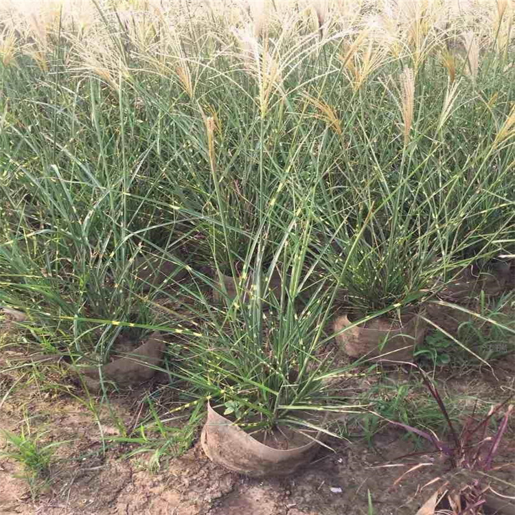 成片种植斑叶芒出售 斑叶芒供应商 江瑞观赏草基地