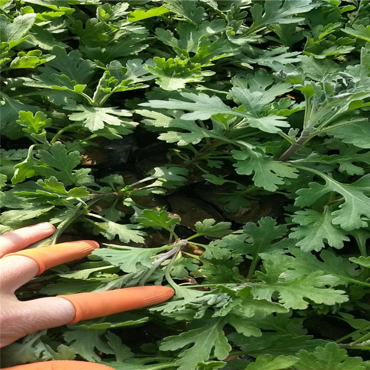 青州地被菊价格 地被菊供应商 江瑞