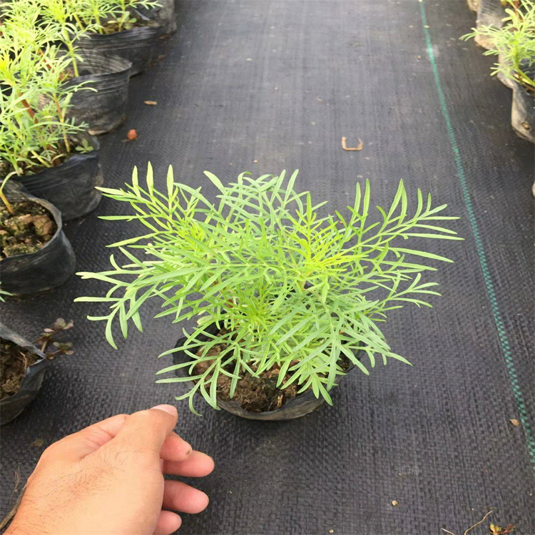 波斯菊种子种苗出售 格桑花直批 江瑞草花基地