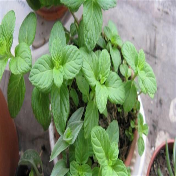 水边绿化薄荷批发商 棚内种植盆栽薄荷 成活高 质量优