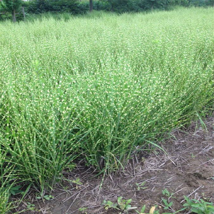斑叶芒 青州斑叶芒种子种苗 斑叶芒繁育基地