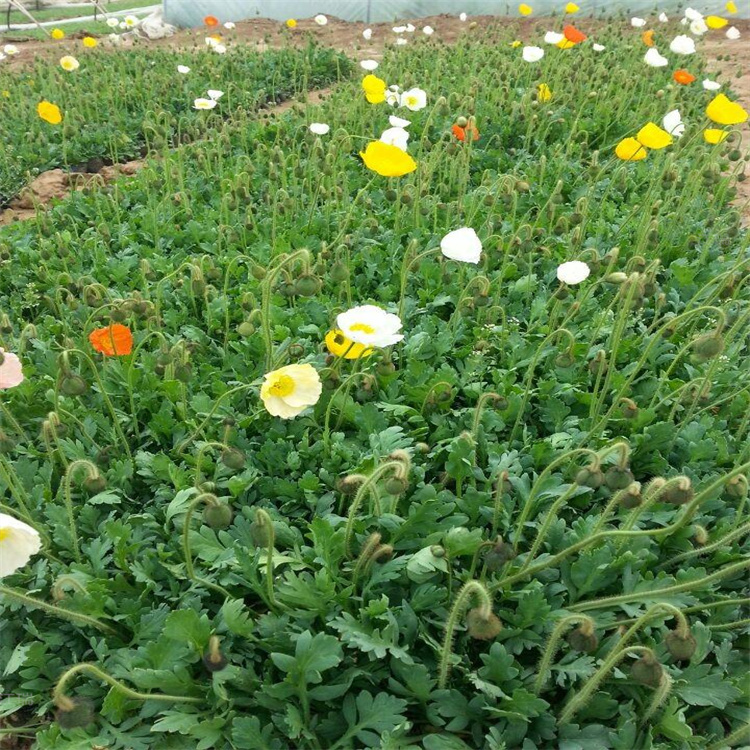 冰岛虞美人供应商 成片种植冰岛虞美人 青州虞美人基地