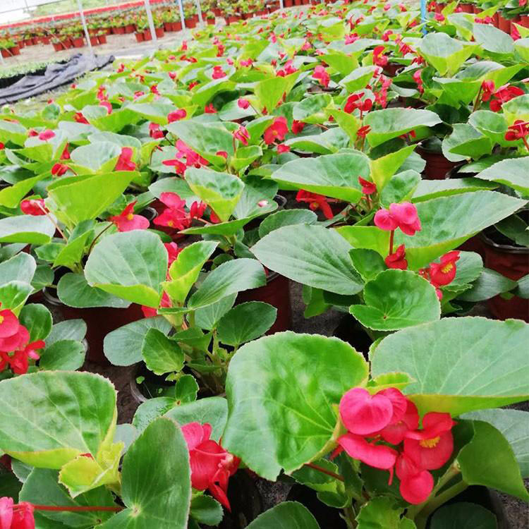 凤仙种植基地 草花种植基地 青州凤仙