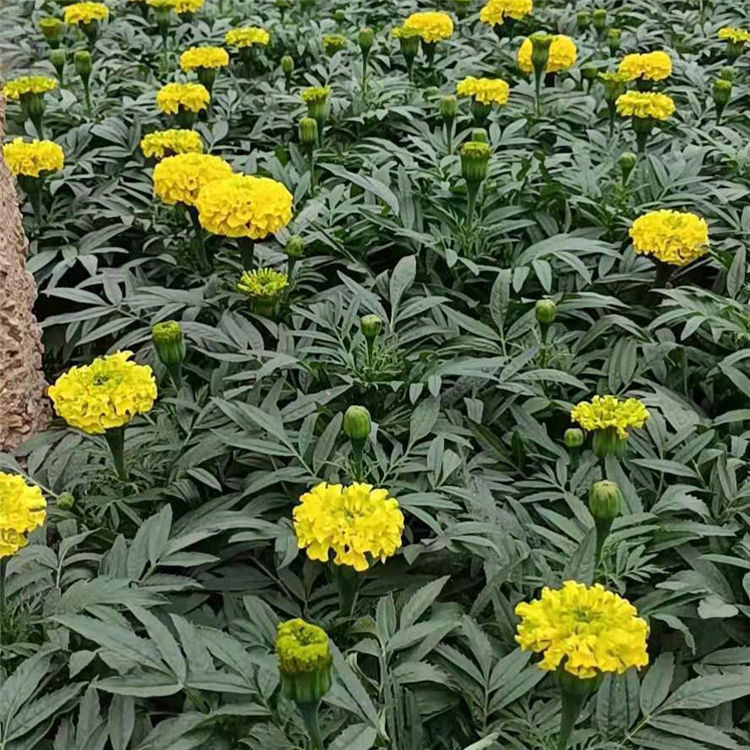万寿菊盆栽批发 轩琪供应万寿菊盆栽 量大价优