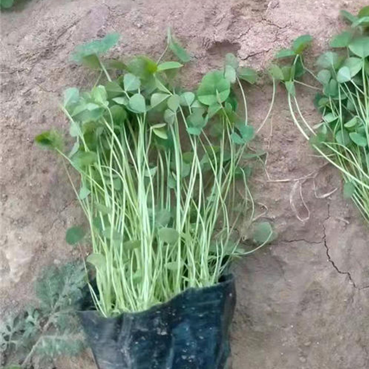 山东白三叶营养杯苗 白三叶营养杯苗种植基地 大量供应