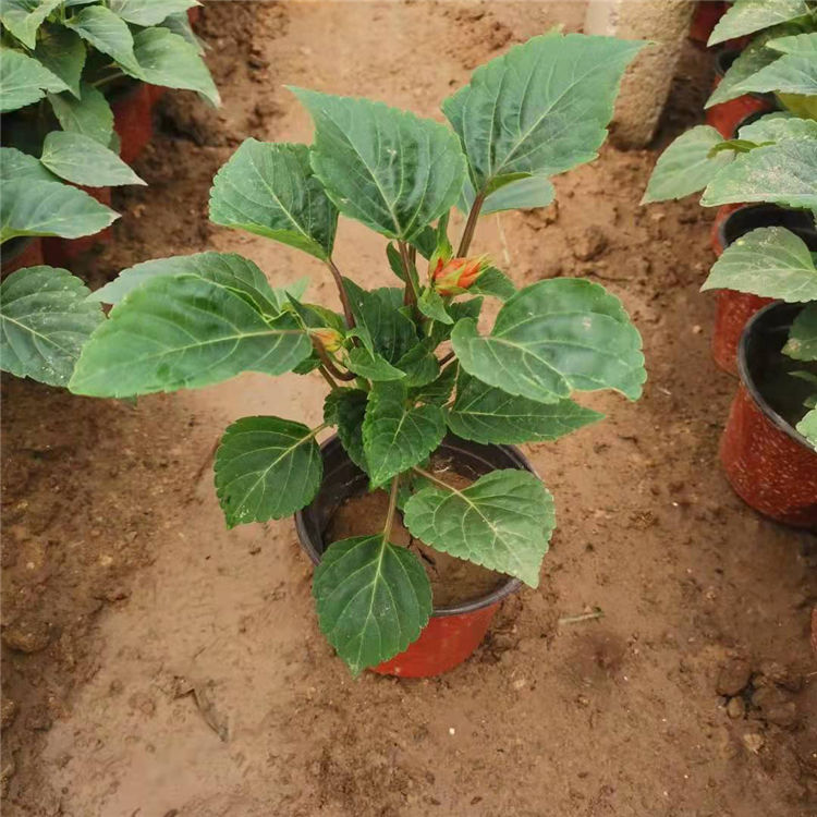 基地供应一串红花苗 一串红花苗种植基地 价格优惠